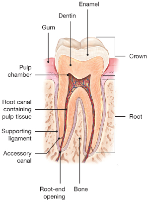 Anatomy of a permanent mandibular molar